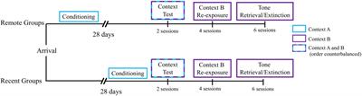 Effects of sex and retention interval on the retrieval and extinction of auditory fear conditioning